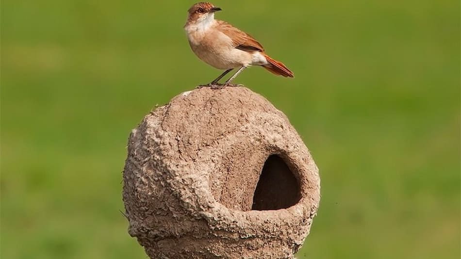Consejos útiles sobre los pájaros. Foto X @carlosbook11