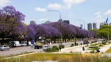 Jacarandá: el mejor momento de año para cultivar el árbol que transforma las calles porteñas cada noviembre y cómo cuidarlo