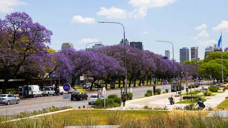 La llegada del jacarandá a Buenos Aires