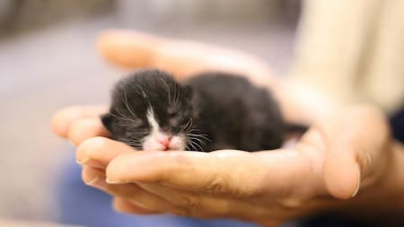 Una madre debe estar bien nutrida para poder aliemntar a su gatito recién nacido.