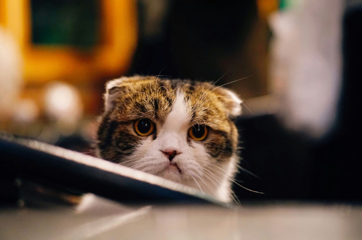 Gatos. Foto Unsplash.