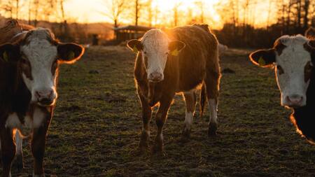 Ganadería. Foto: unsplash