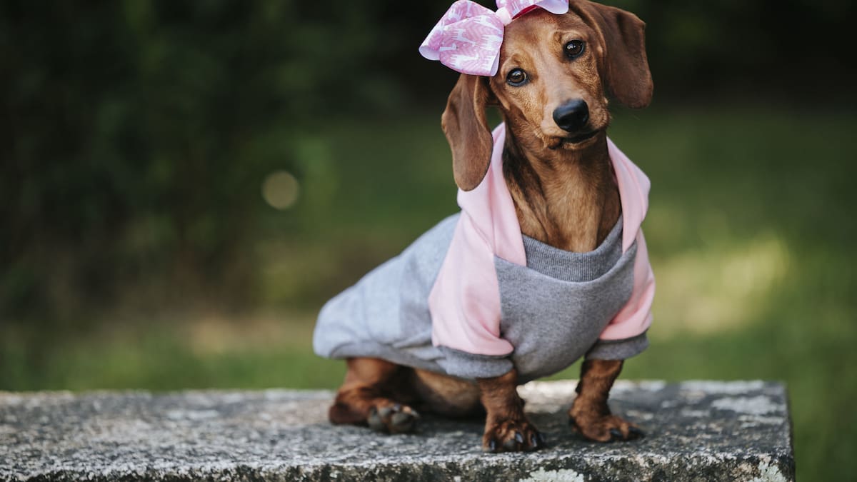 Cómo prevenir problemas en la espalda de los perros salchicha, una raza que necesita cuidados especiales
