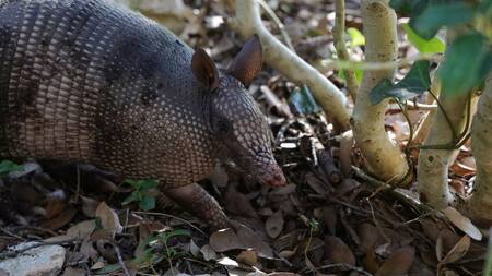 Armadillo. Foto: Unsplash
