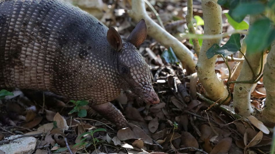 Armadillo. Foto: Unsplash