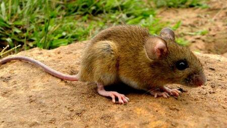 Hantavirus, rata
