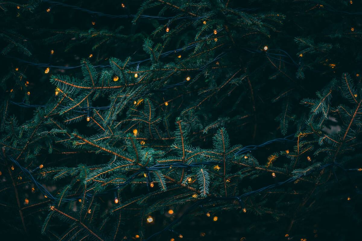 Arbolito de navidad. Foto: Unsplash