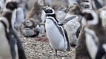 Naturaleza en tiempo real: el CONICET lanza un nuevo streaming para ver pingüinos en la Patagonia