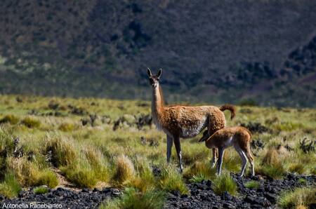 Especies migratorias argentinas. Foto: Télam