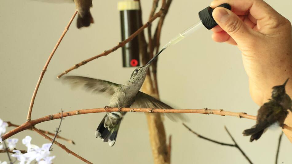 Hospital de colibríes  en Ciudad de México. Foto: EFE