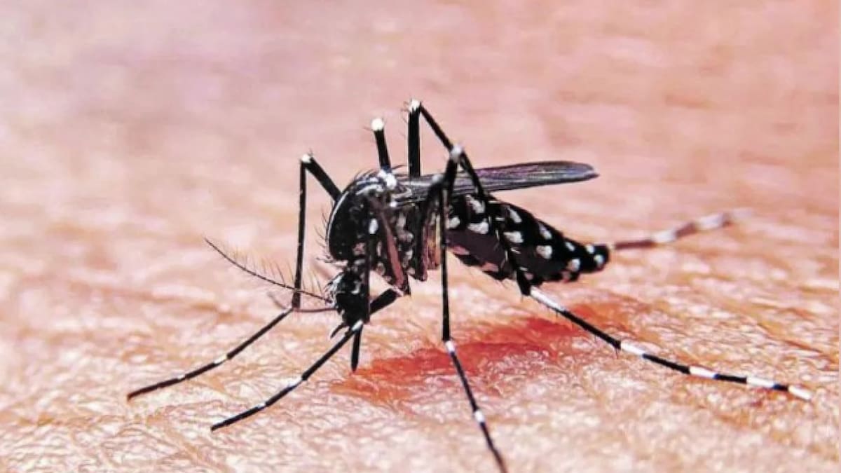 ¿Cuál es su origen? La travesía del mosquito del dengue hacia América