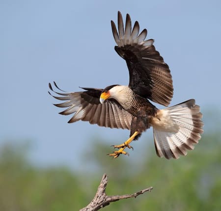 Carancho, ave. Foto: Pinterest / Nature & Wildlife.