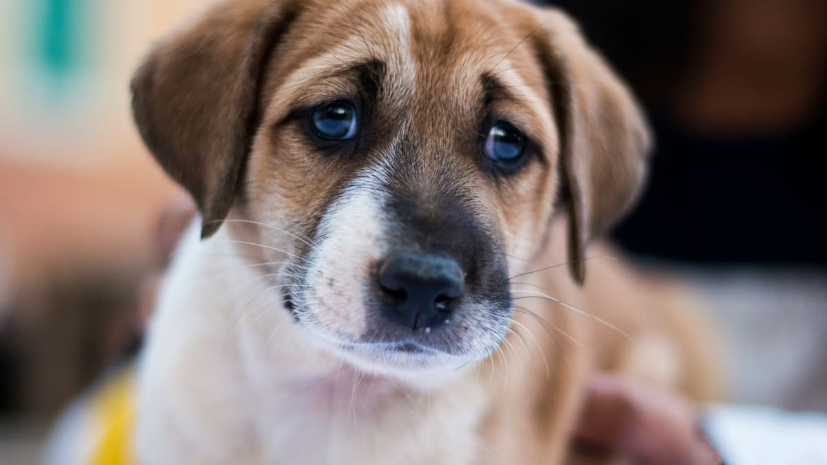 México propone prohibir el maltrato animal. Foto: Unsplash.