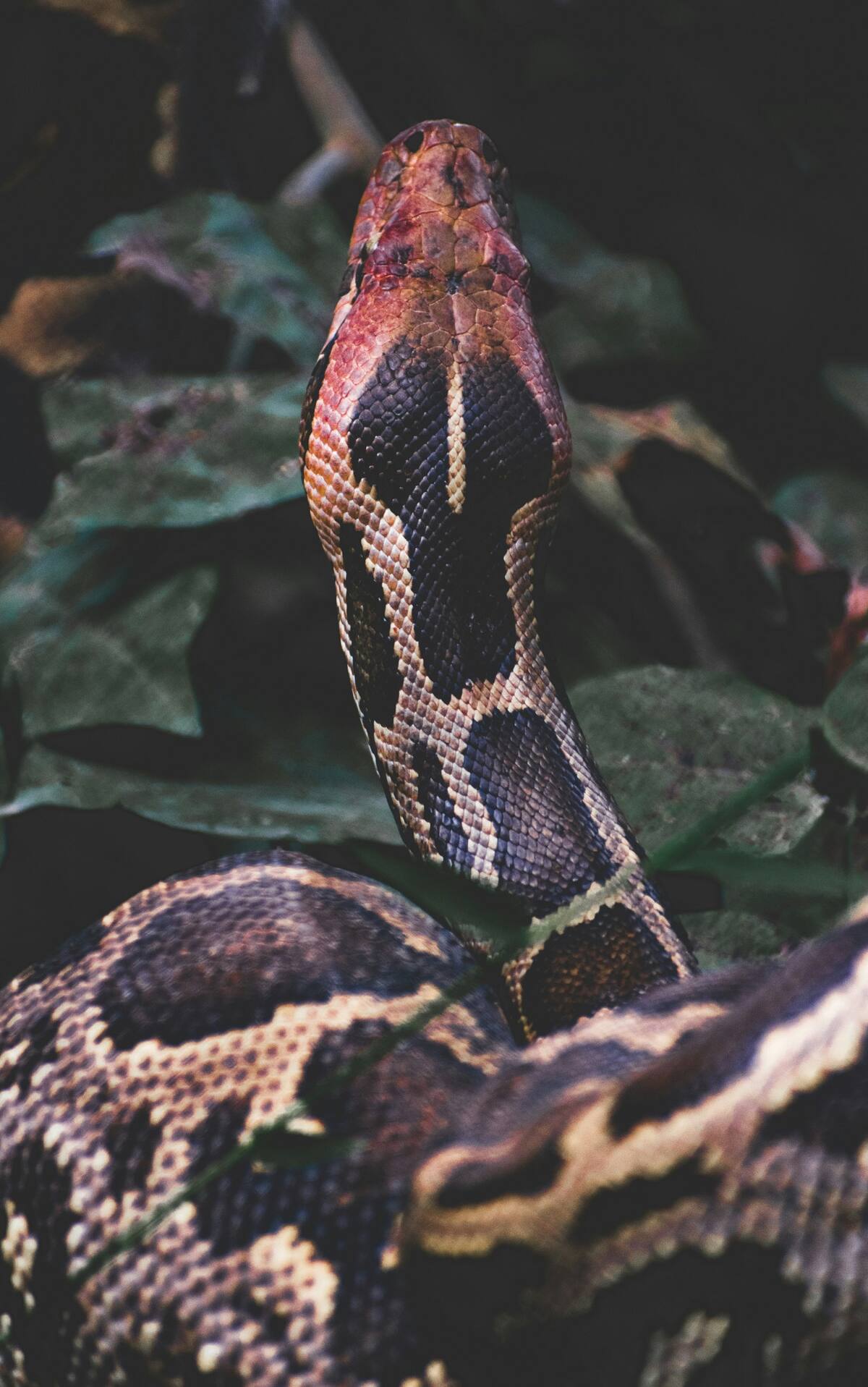 Anaconda. Foto Unsplash.