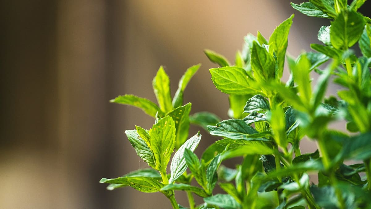 Planta, menta, hogar. Foto Unsplash.