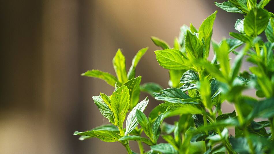 Planta, menta, hogar. Foto Unsplash.