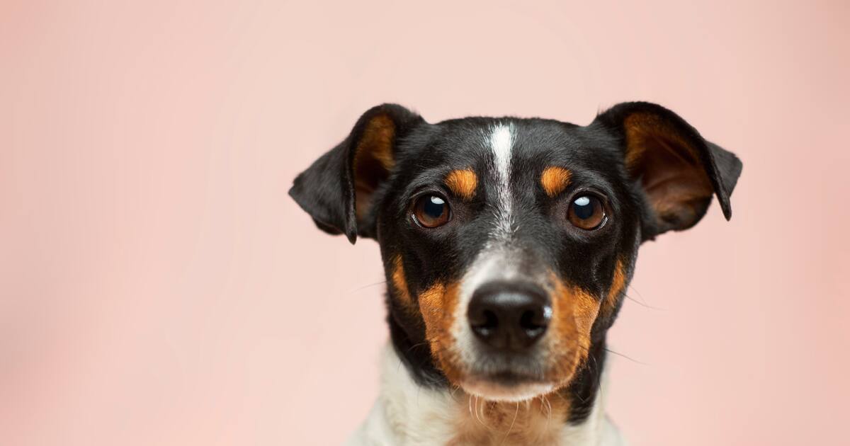Googie Perro Ranking canino: cuál es la raza de perro más inteligente | canal26.com