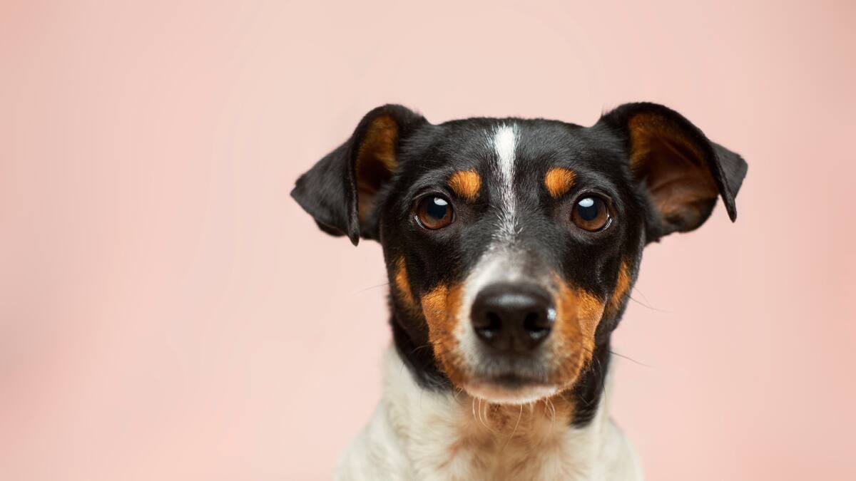 Perro. Foto: Unsplash