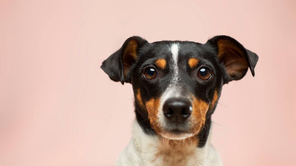 Perro. Foto: Unsplash