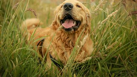 Perro; mascota. Foto: Unsplash