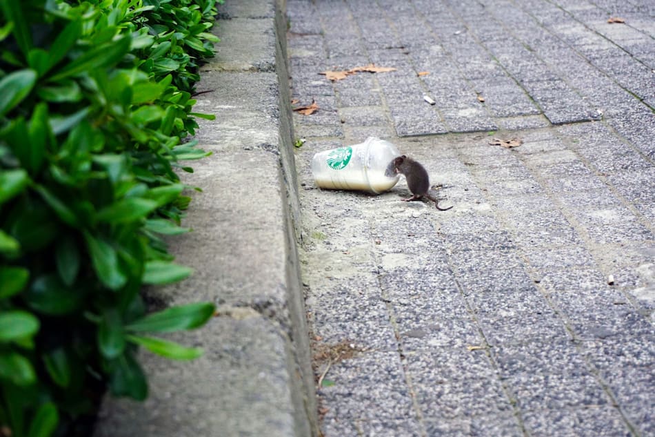 Ratas. Foto Unsplash