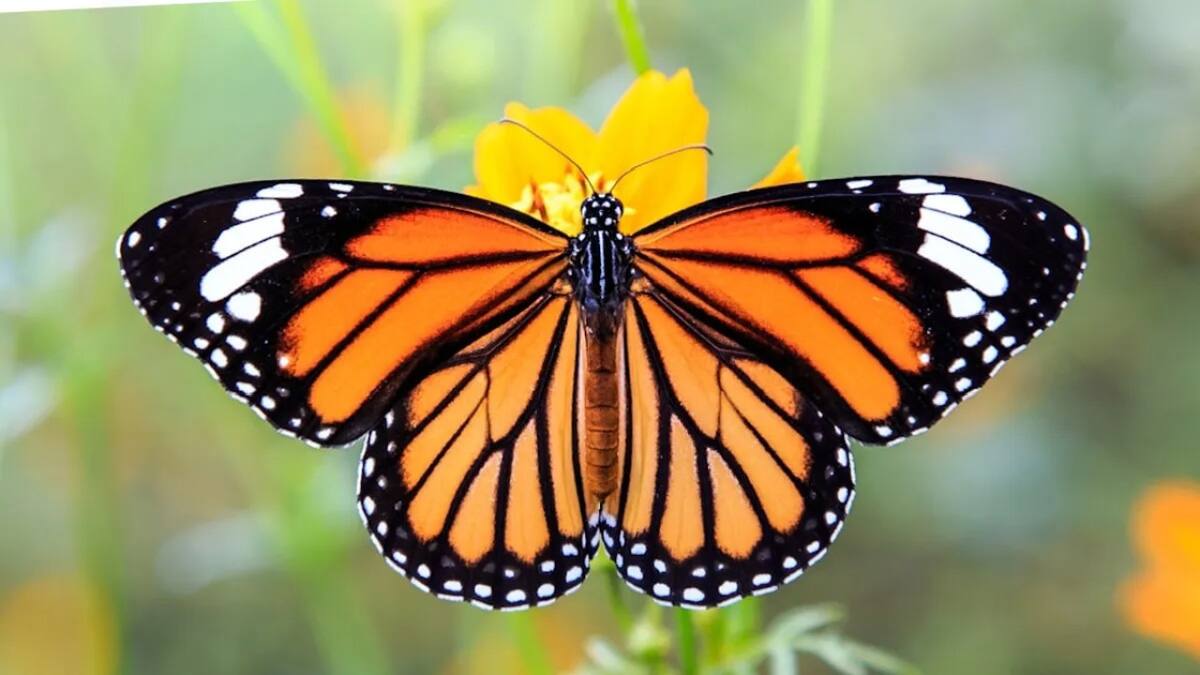 Mariposa monarca.