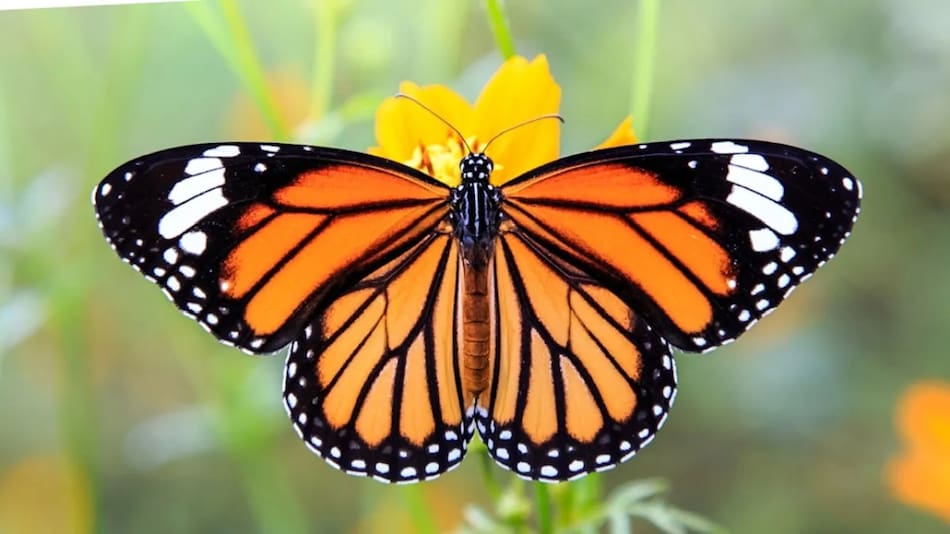 Mariposa monarca.