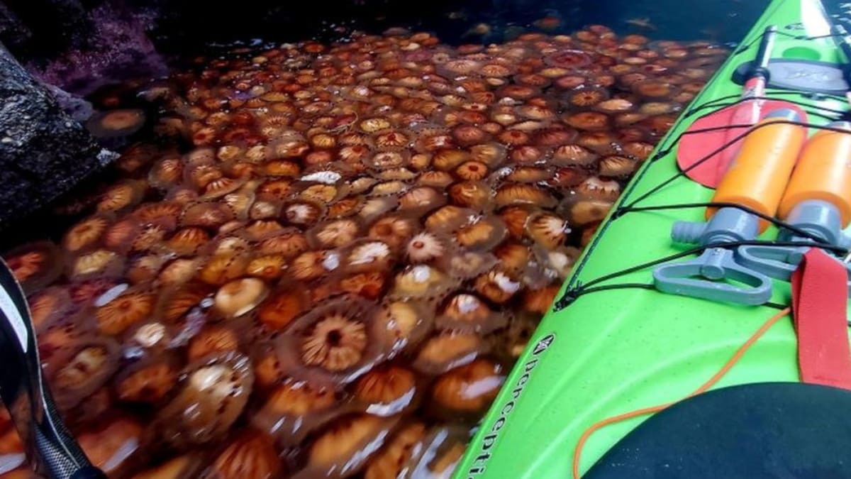 Invasión de medusas en Escocia. Foto: Twitter.