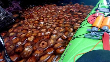 Invasión de medusas en Escocia. Foto: Twitter.
