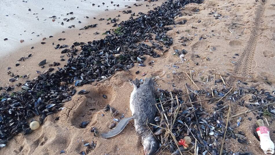 Encontraron mas de 300 pingüinos muertos en las costas de Uruguay. Foto: Facebook/RINCONES DEL URUGUAY