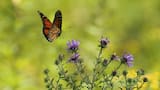 Un efecto desconocido de la deforestación: el trágico daño que le produce a las mariposas