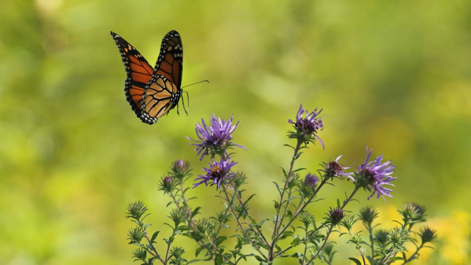 Mariposa. Foto: Unsplash