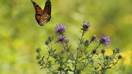 Mariposa. Foto: Unsplash
