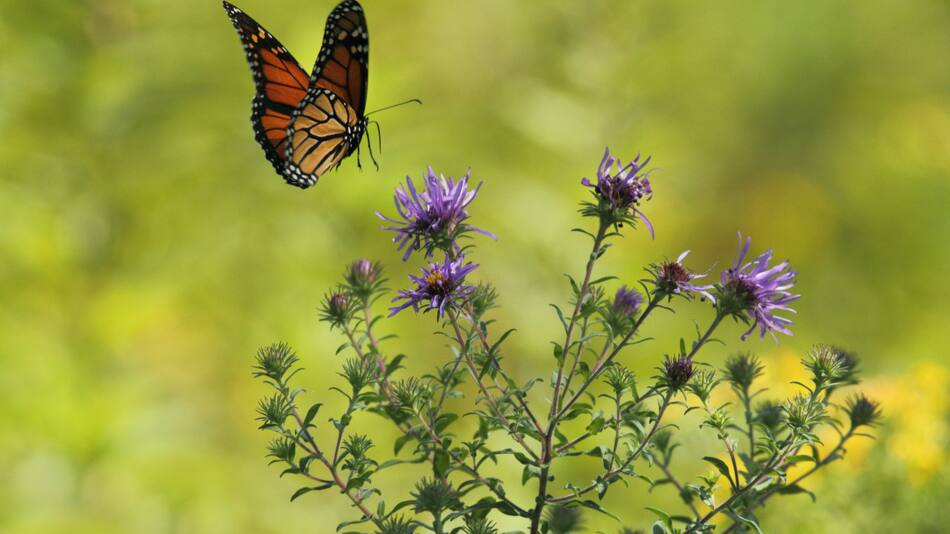 Mariposa. Foto: Unsplash