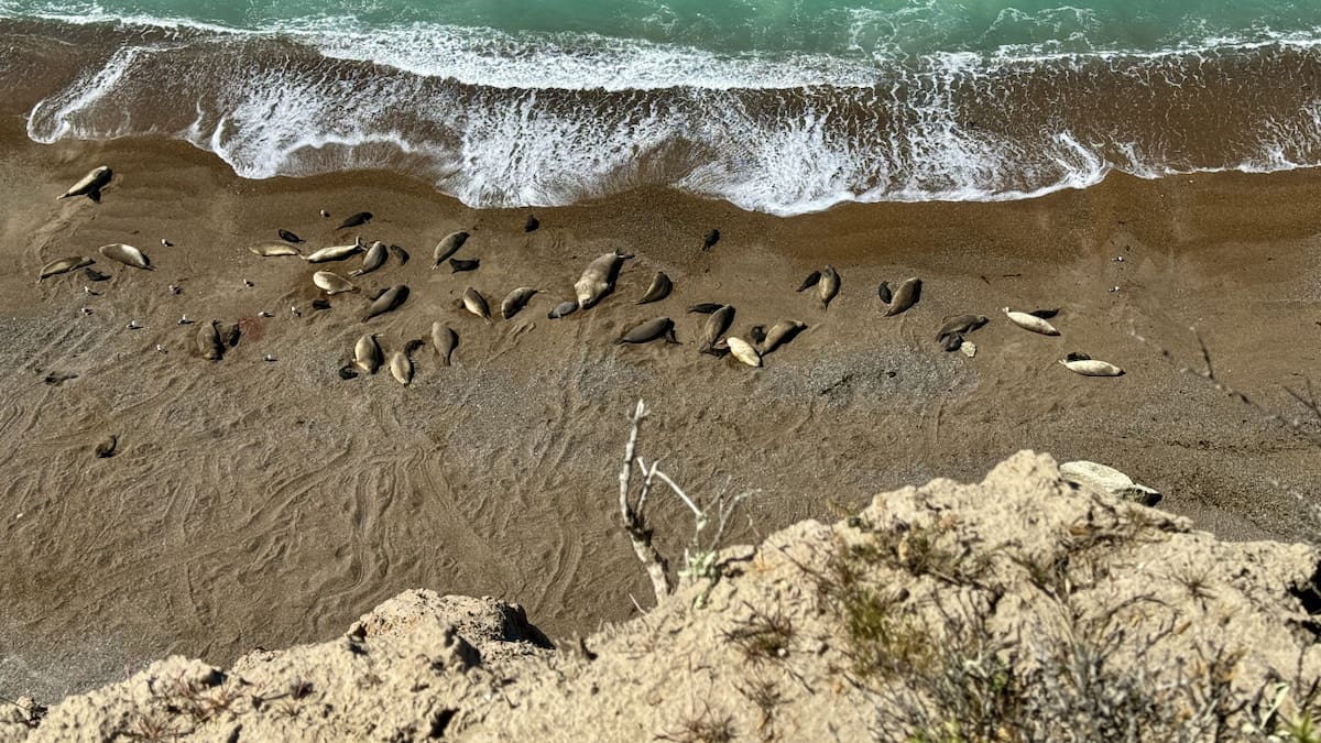 Día mundial de los océanos: cuál es la triple amenaza sobre el mar argentino y por qué debemos preservarlo