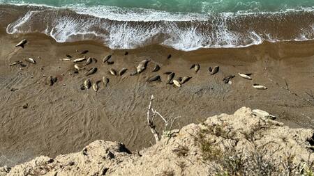Elefantes marinos del sur en Chubut. Foto: Valeria Falabella - WCS Argentina