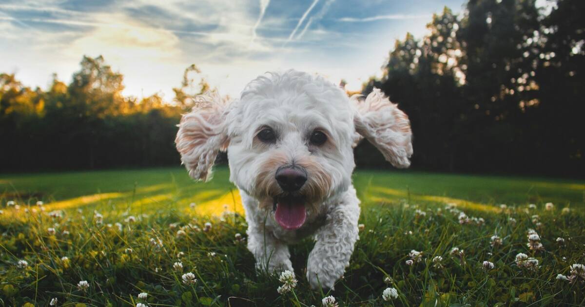 Googie Perro Ni jugar ni pasear: las actividades para lograr la felicidad de tu ...
