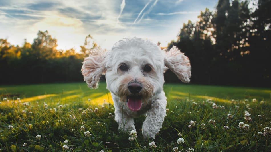 Perros; mascotas. Foto: Unsplash.
