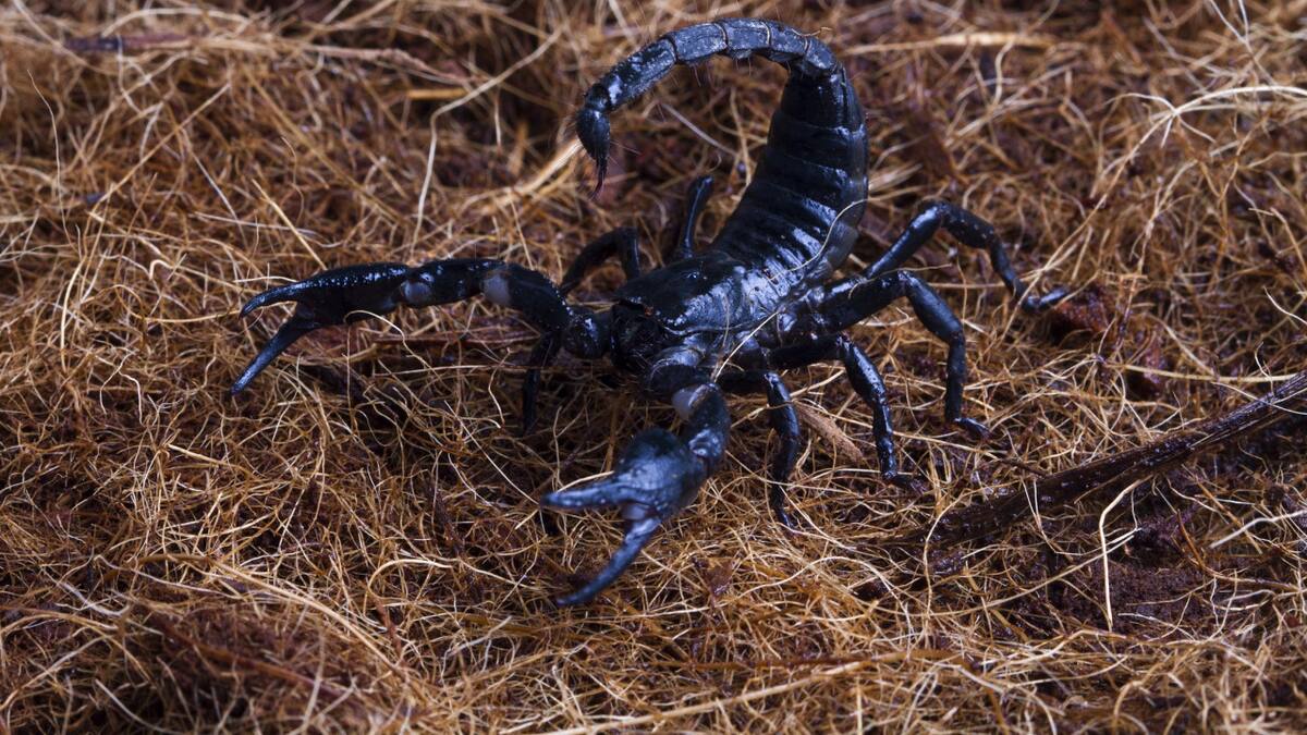 El escorpión. Foto: Freepik