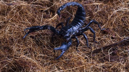 "Cazadores del veneno", el curioso grupo animal que no le tema al escorpión y a su picadora mortal