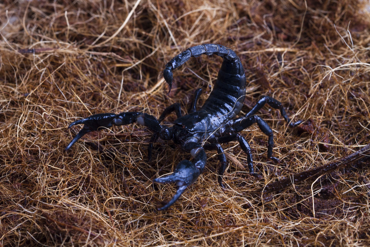 El escorpión. Foto: Freepik