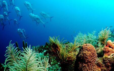 Día Mundial de los Océanos - Efemérides