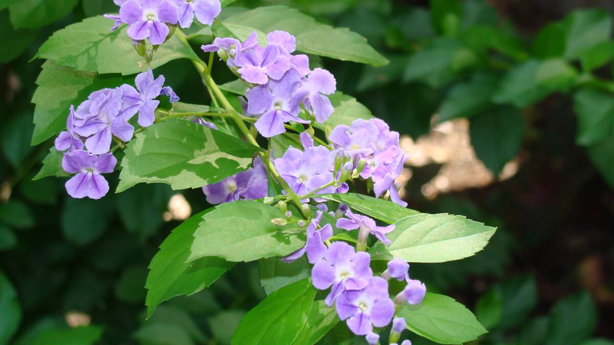 Árbol duranta erecta