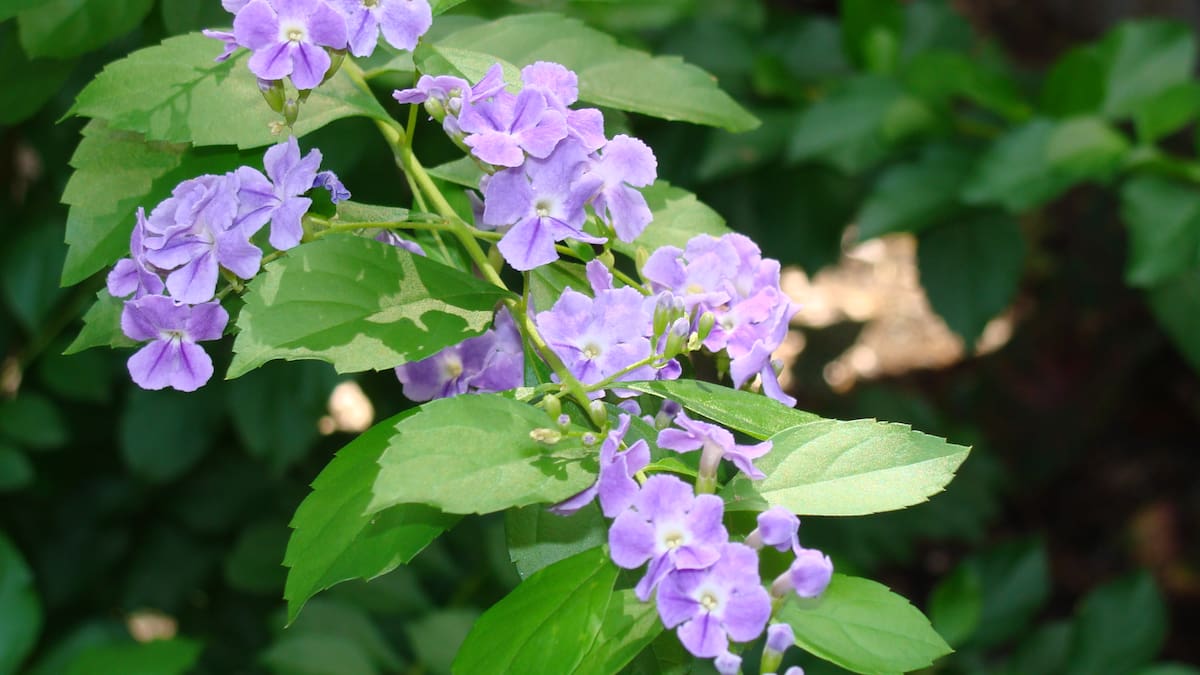 El árbol “flor de cielo”: la especie que llena los jardines de color y atrae pajaritos en verano
