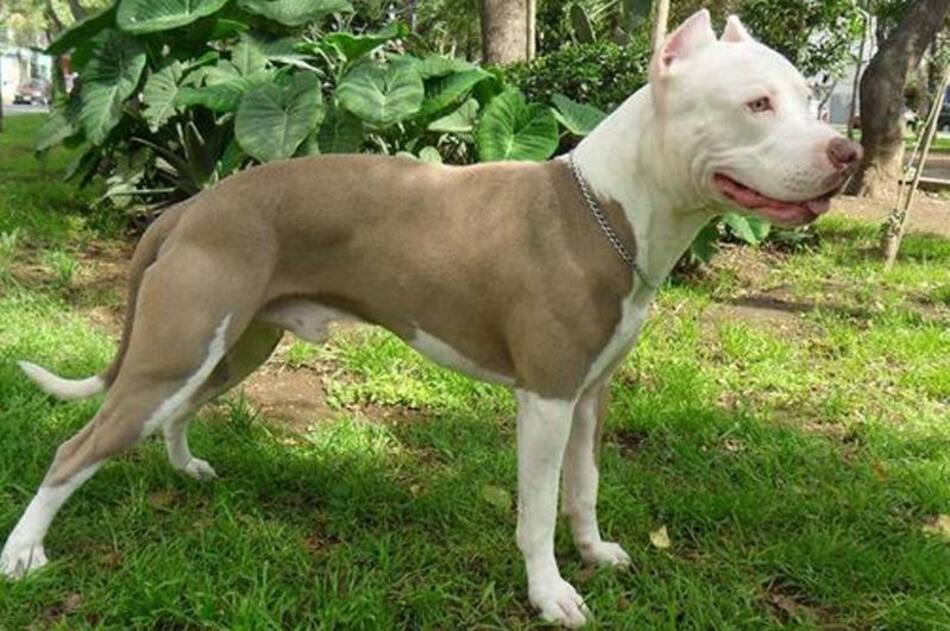 Pitbull Terrier