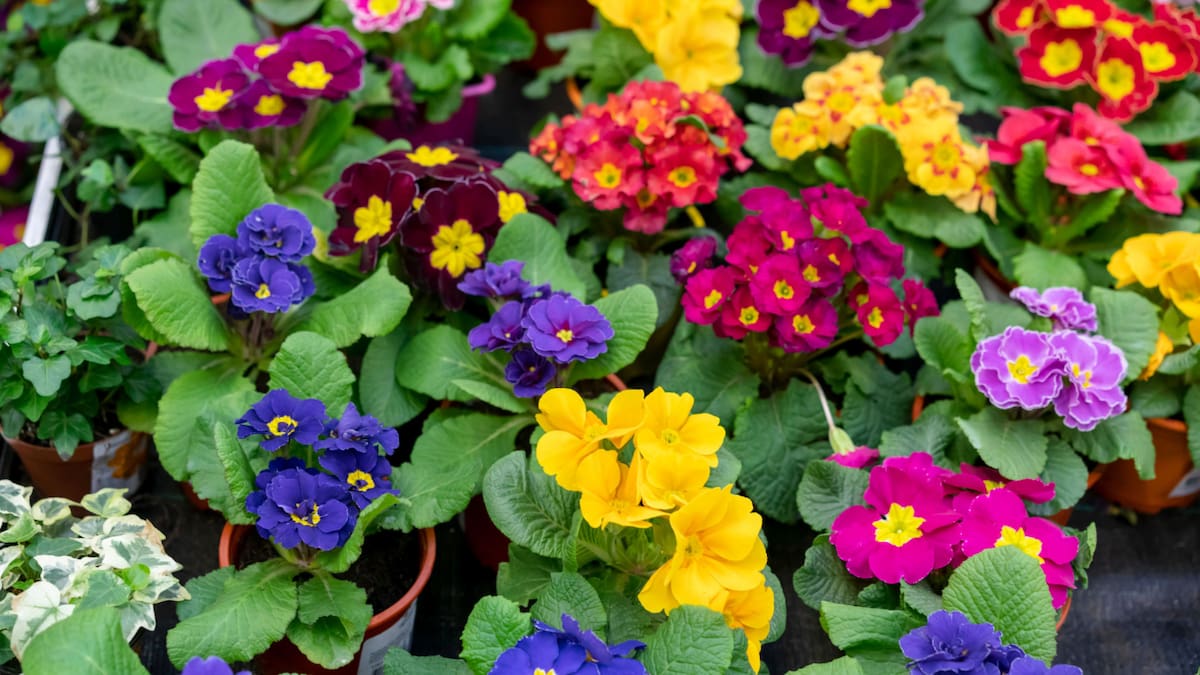 Guía rápida: cómo hacer que las petunias florezcan sin parar, llenen de color el jardín y decoren naturalmente.