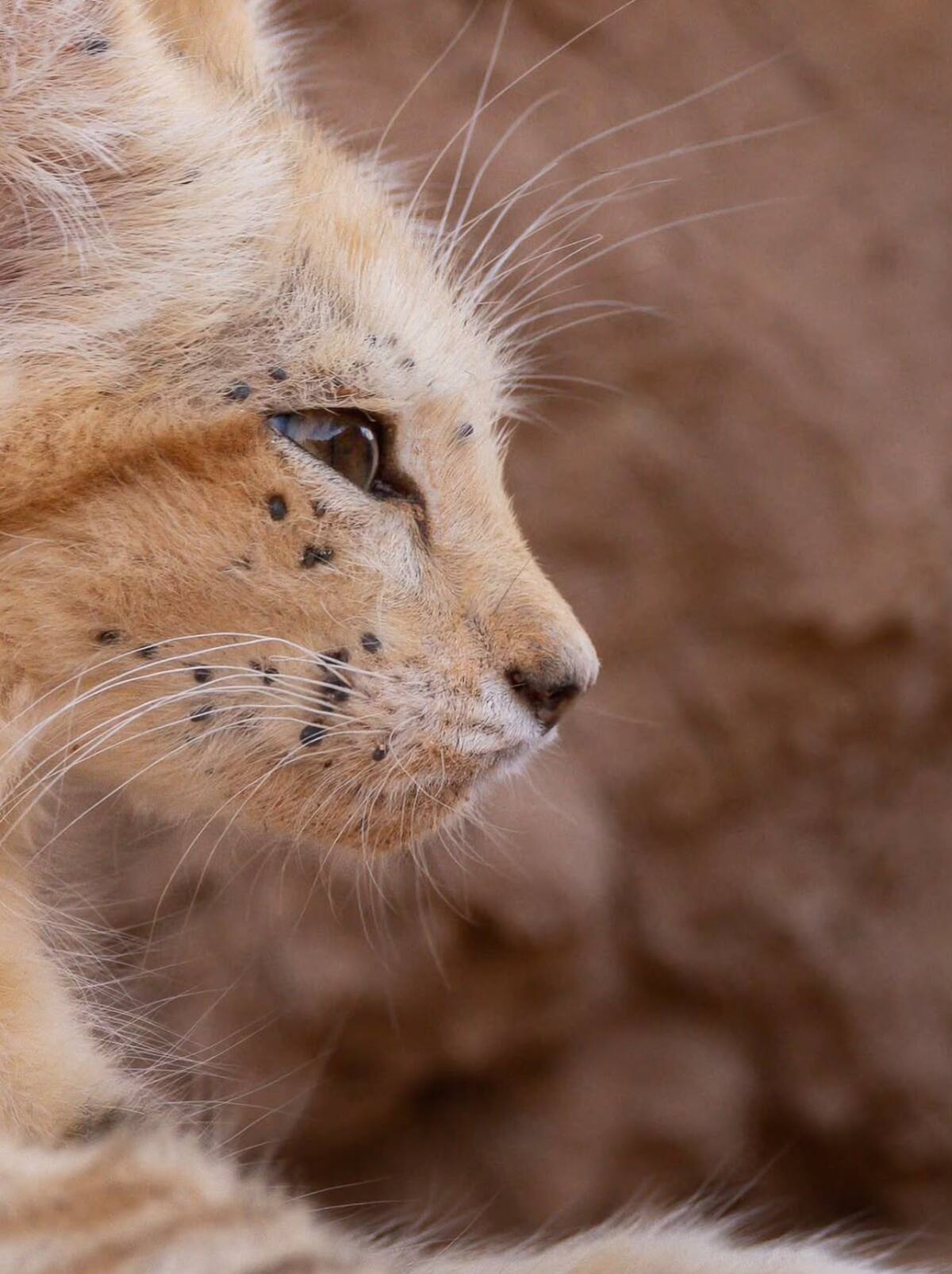 Gato de las arenas; Marruecos.