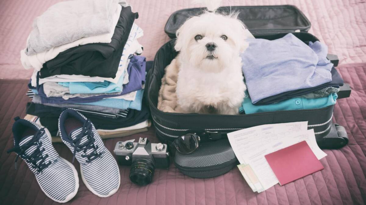 Vacaciones con mascotas