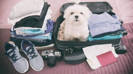 Vacaciones con mascotas