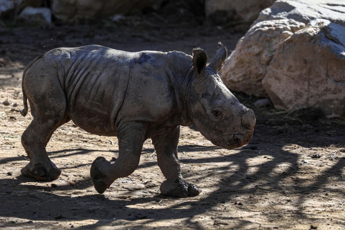 Nace en un zoológico chileno la tercera cría de rinoceronte blanco de Suramérica. Foto: EFE.